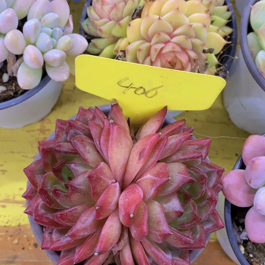 回馈粉丝，最后一场直播