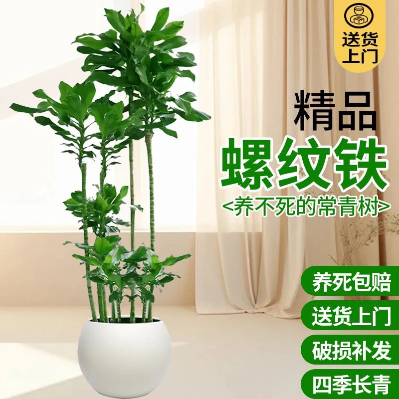 螺纹铁绿植室内大型客厅盆栽办公室植物落地好养龙血树百合竹真树