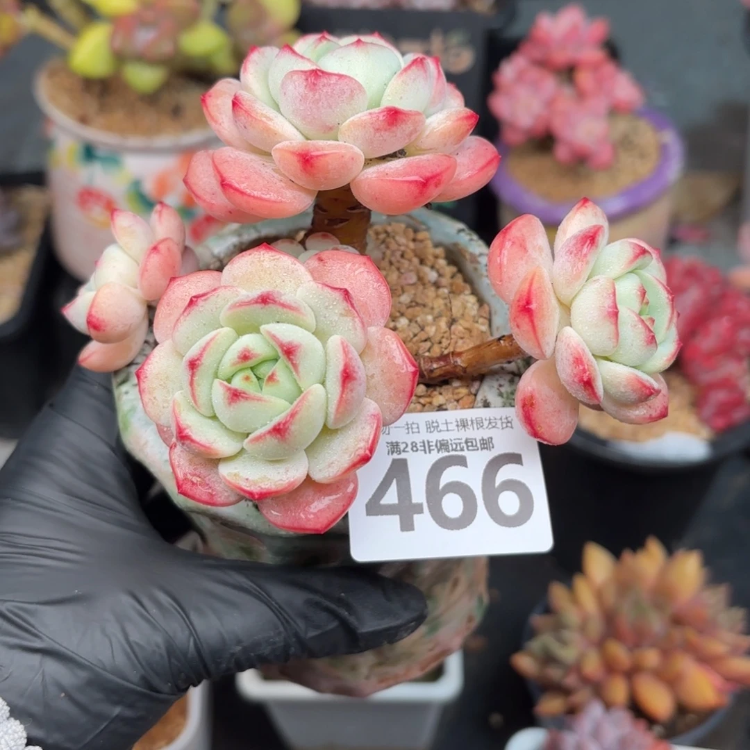 香草多肉无盆土发货