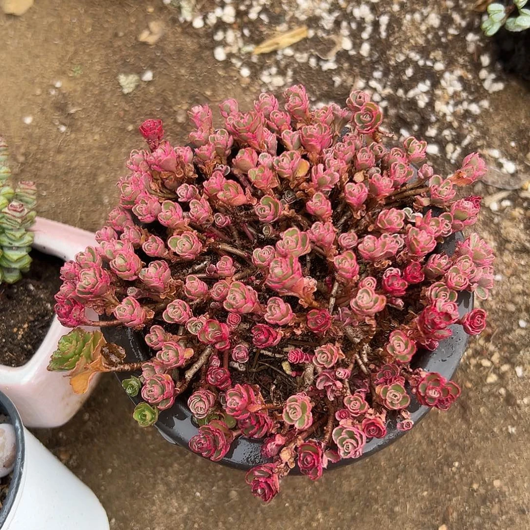 多肉植物多肉植物