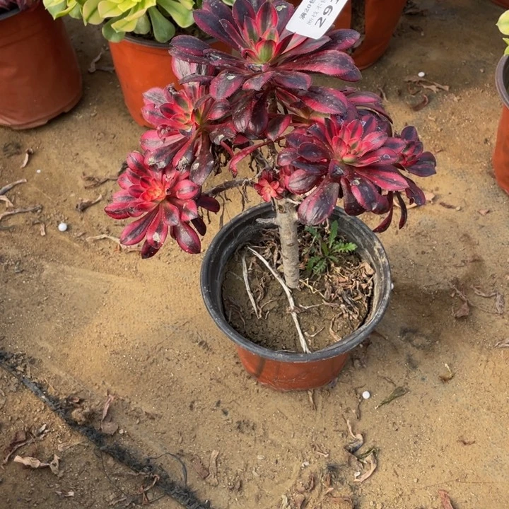 ～291香断枝法师多肉断枝不售后