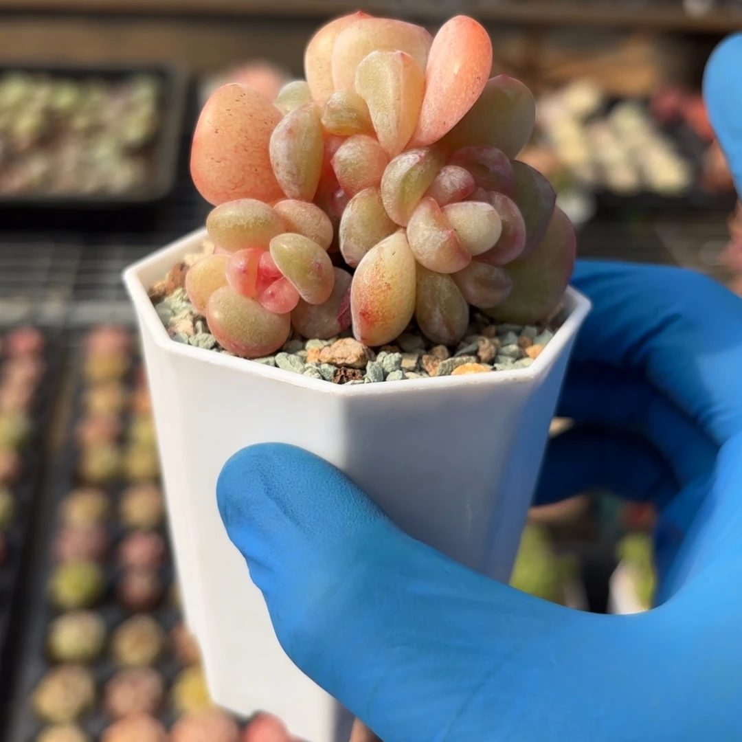 雪瓷四头群一物一拍