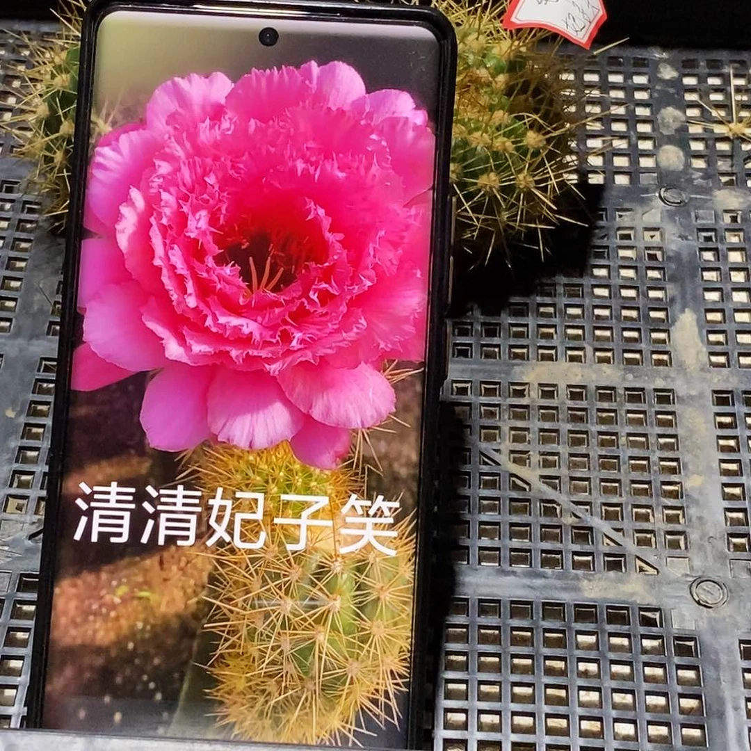 毛 妃子笑侧芽歪20包邮/5公分
