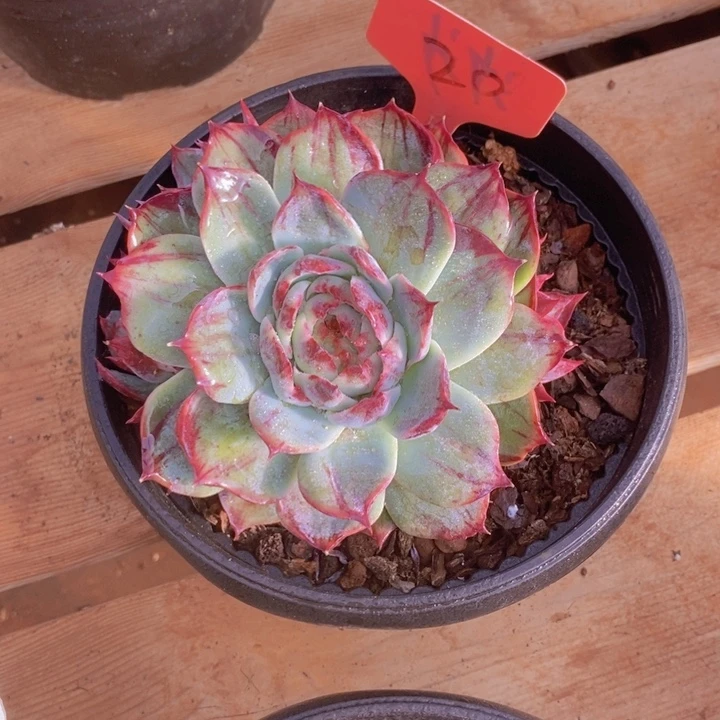 芳***姐你也不要多吃一两