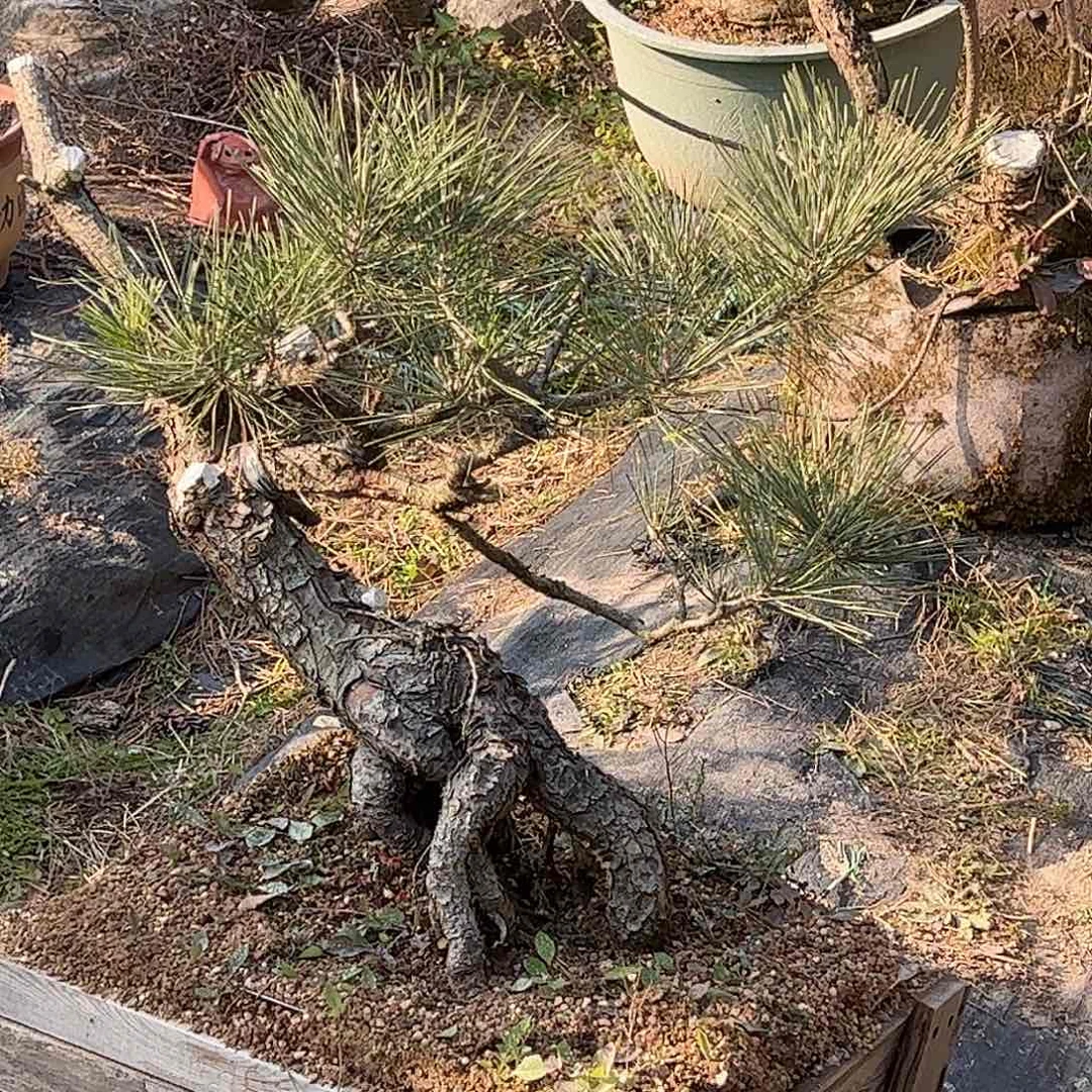 1良*c117黑松 盆栽 包邮