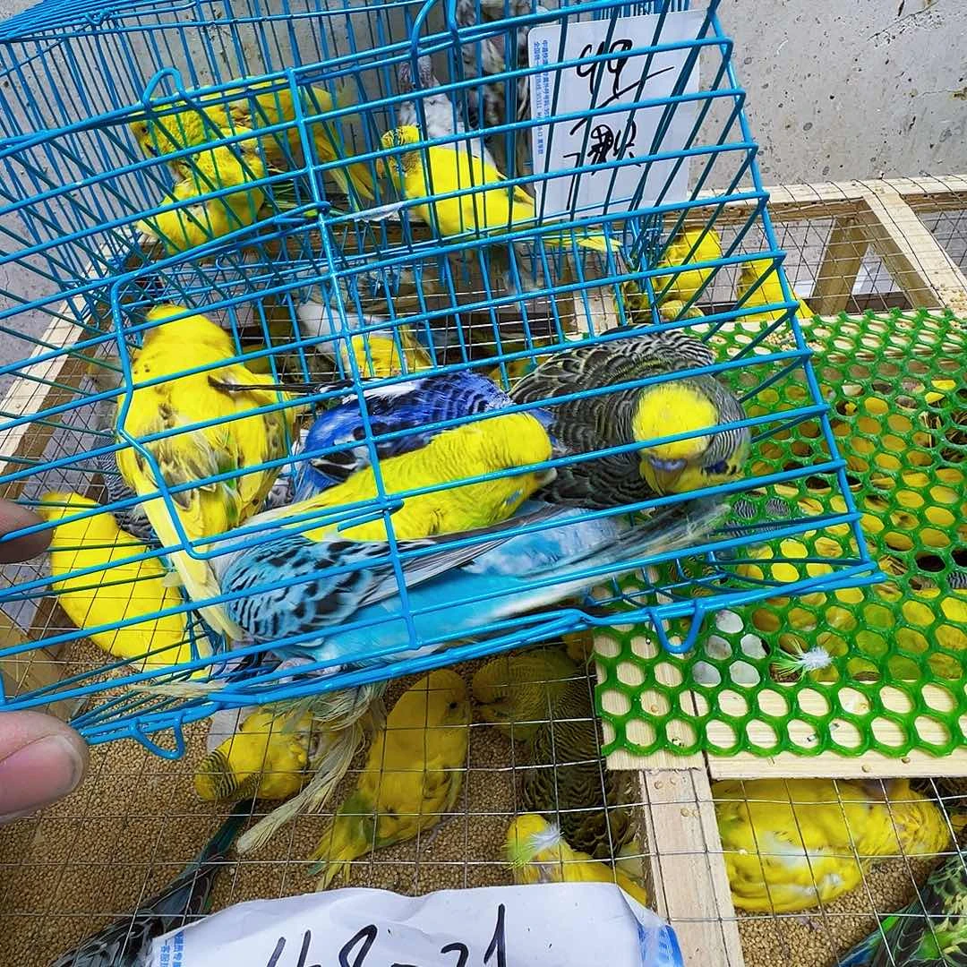 虎皮鹦鹉大瑕疵包活到家不退不换