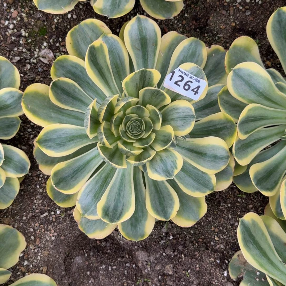 ?**?1264到春天。多肉植物