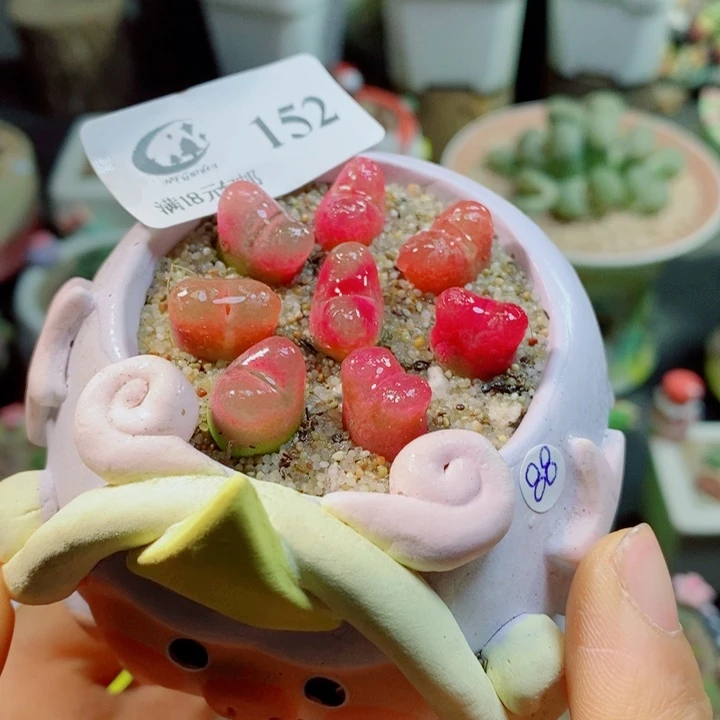 生石花花花花花花花152