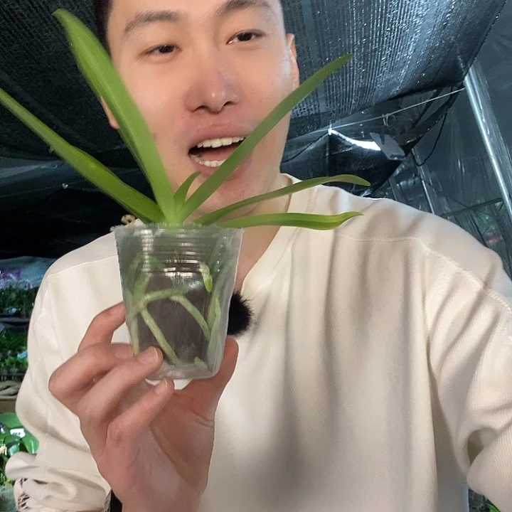 无花朵蓝星碳棉蝴蝶兰