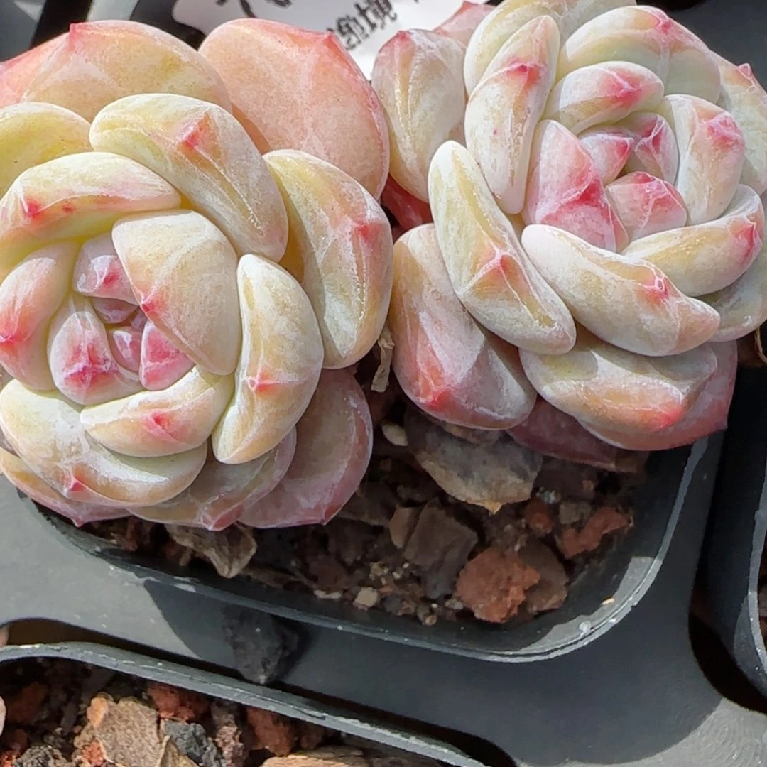 花语逸镜0129-760