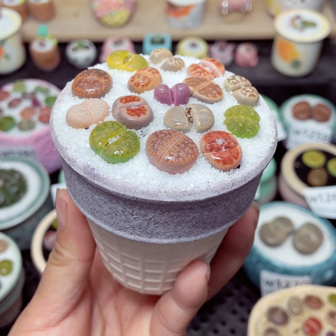 w1272 带盆土发货-零下地区拍保温箱