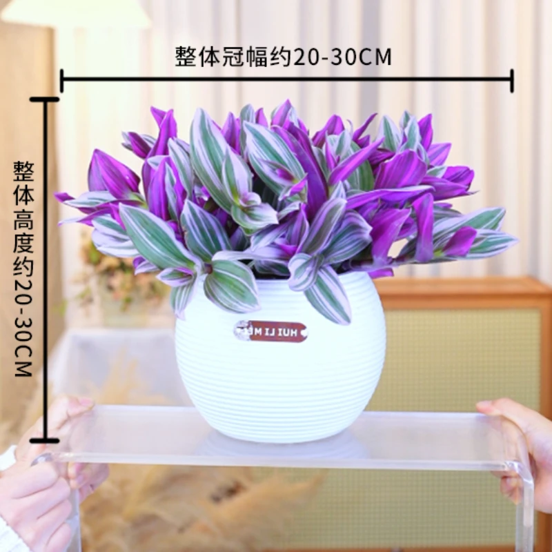 油画盆栽婚礼吊兰盆栽超吊兰室内观叶耐阴植物好养活