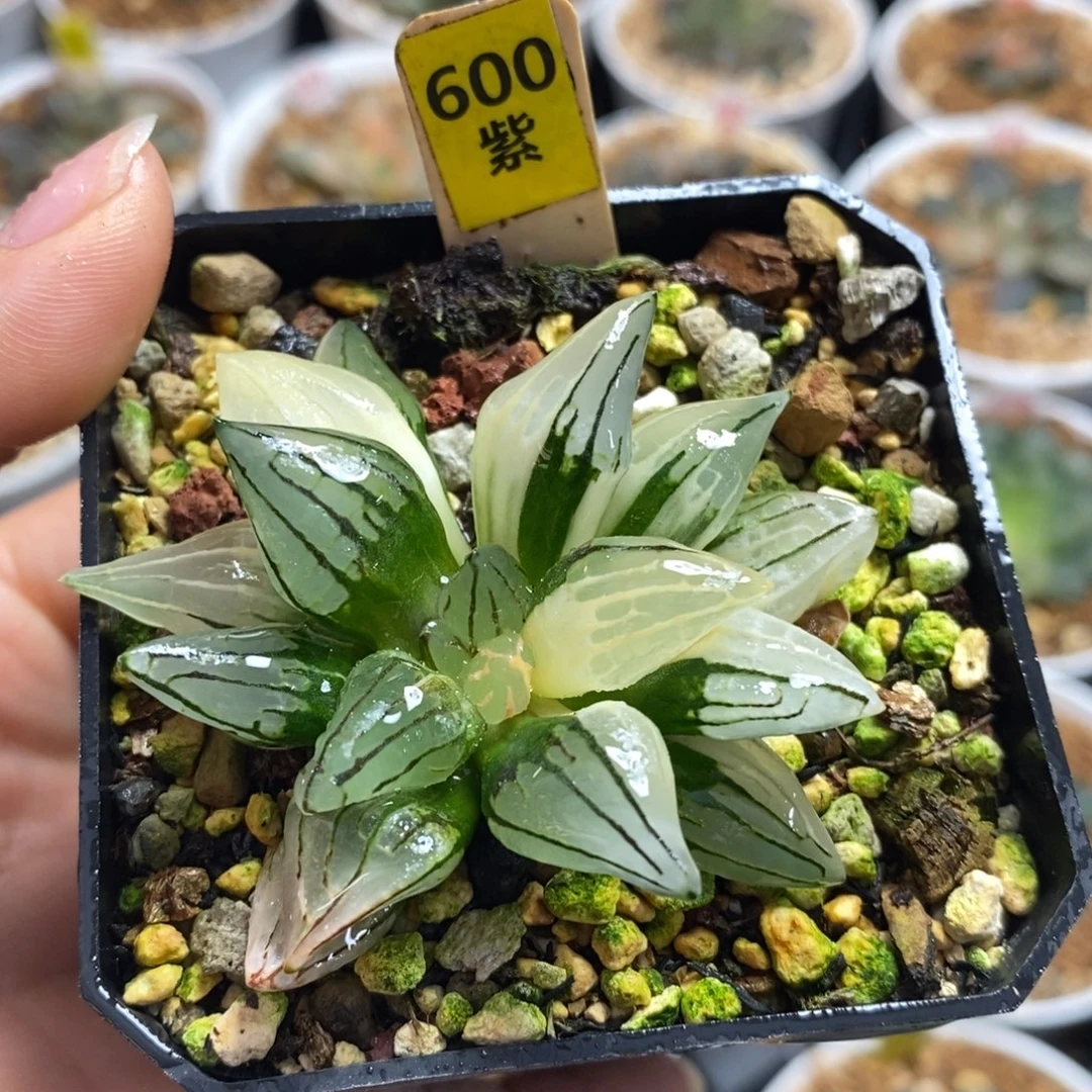 600西瓜寿锦十二卷