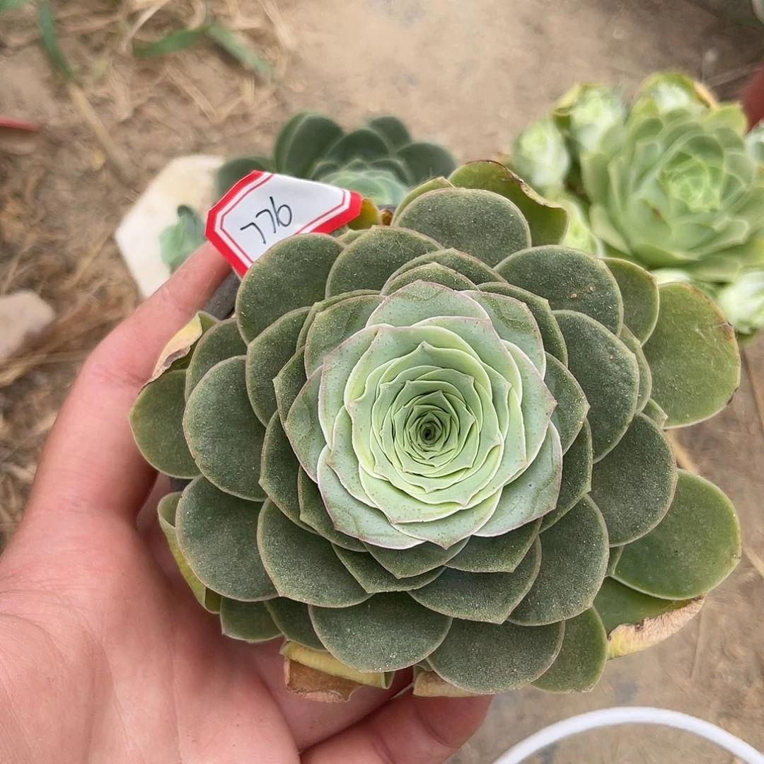 山地玫瑰单头 776