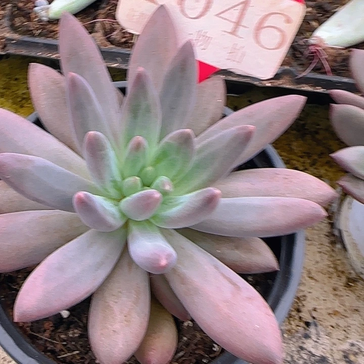 流沙虞1046多肉植物