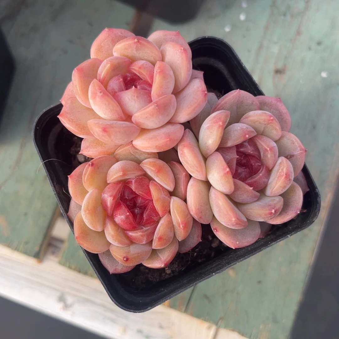 新品珍妮多肉植物