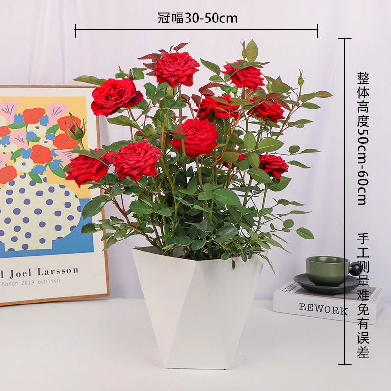 红丝绒盆栽带花苞浓香型四季开花好养护易活玫瑰庭院绿植