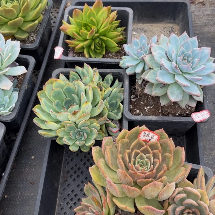 慧***梁蓝龙艳姬一颗粉蓝鸟猛马不包整散