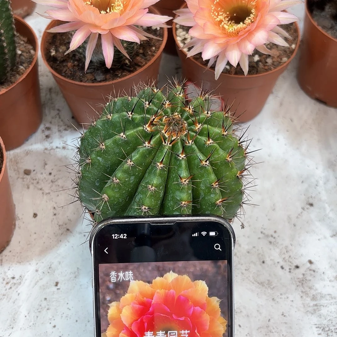 彩草红鸾星10公分左右