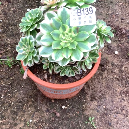 依**产多肉植物荔枝139