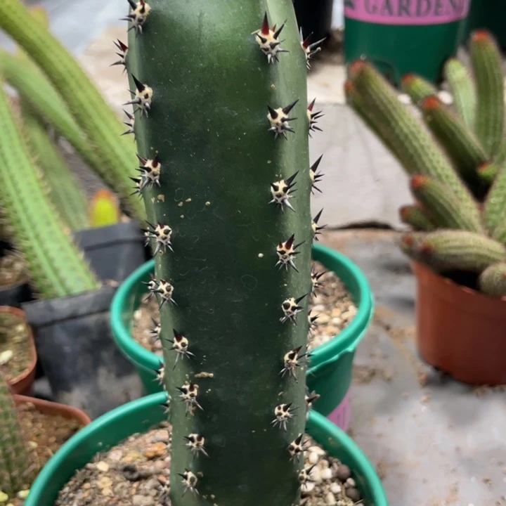 实生一代黑刺袖铺一杯8.88仙人球