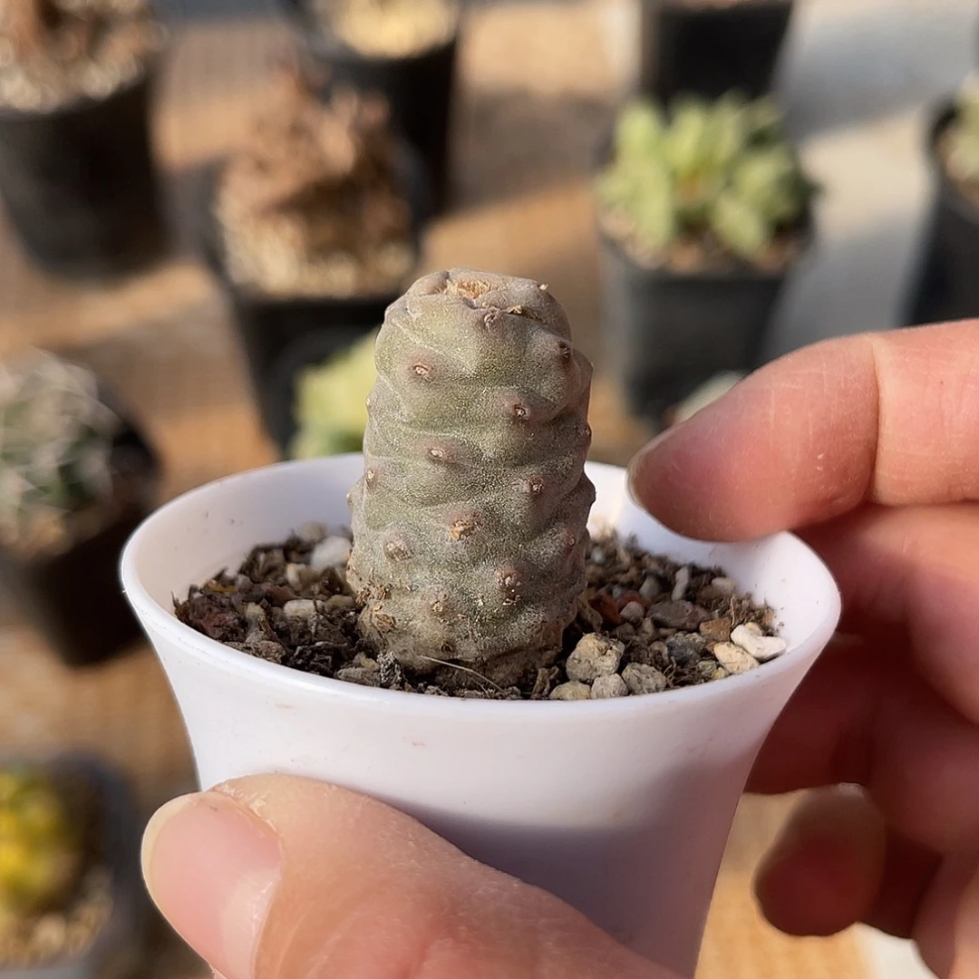 松笠团扇一物一拍