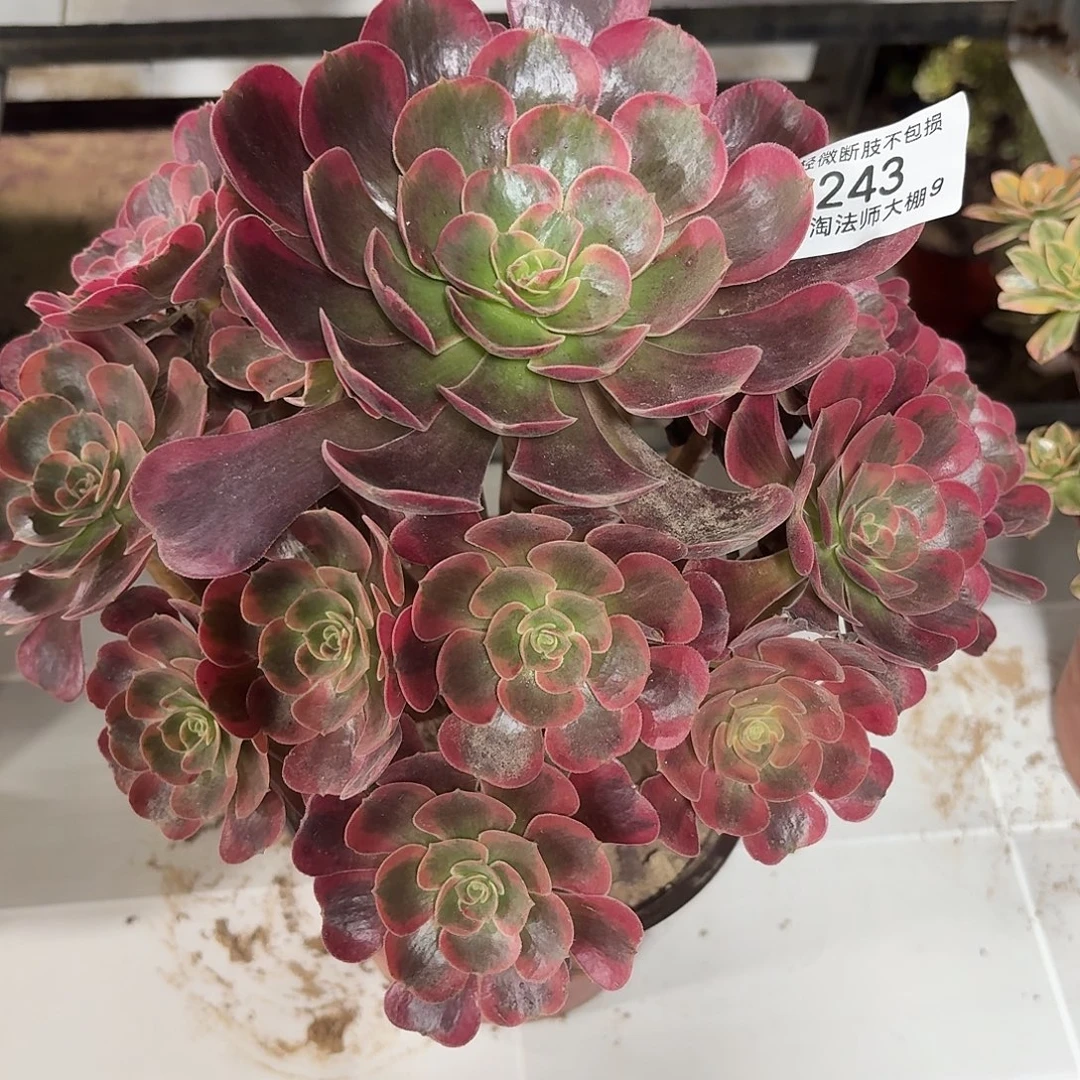 243爱神多肉植物法师