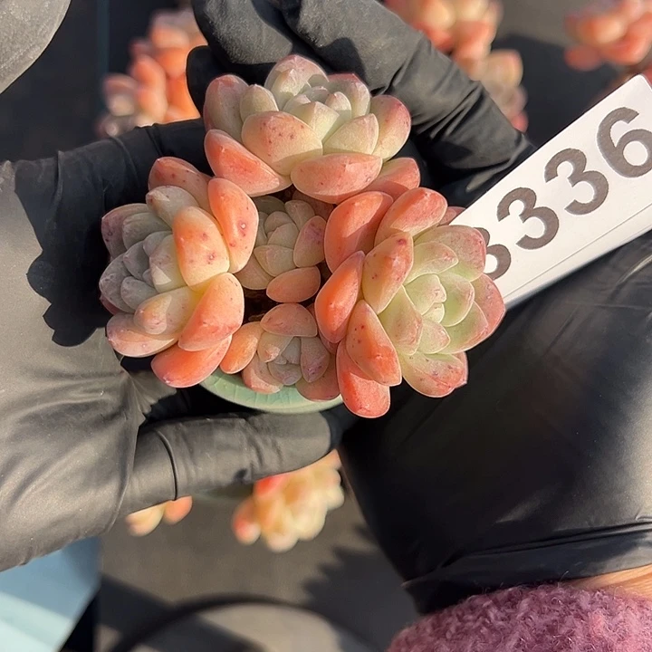 沫***～3336，五头冰玉带盆发的