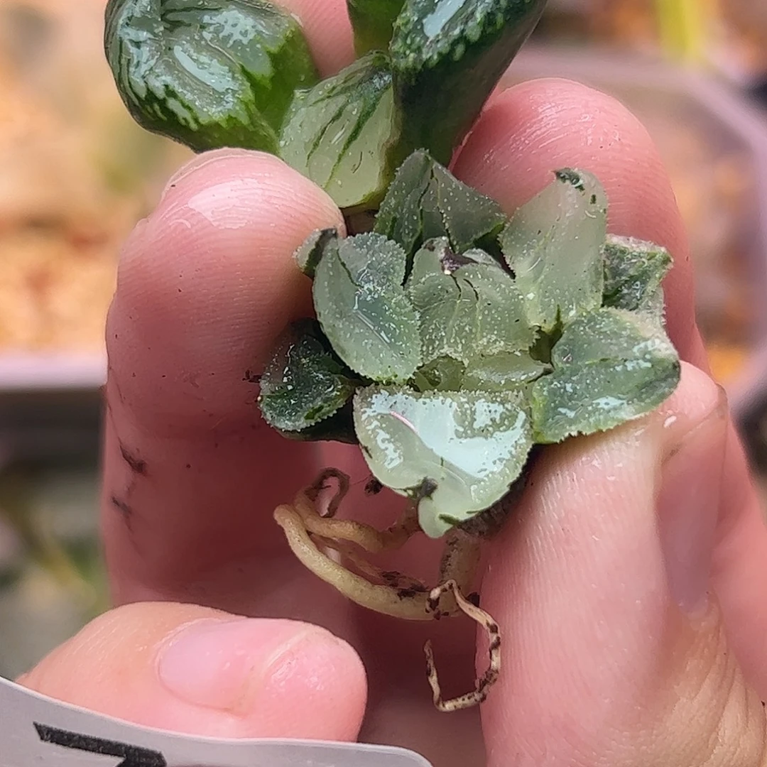 776冰鸾玉➕虞美人十二卷多肉