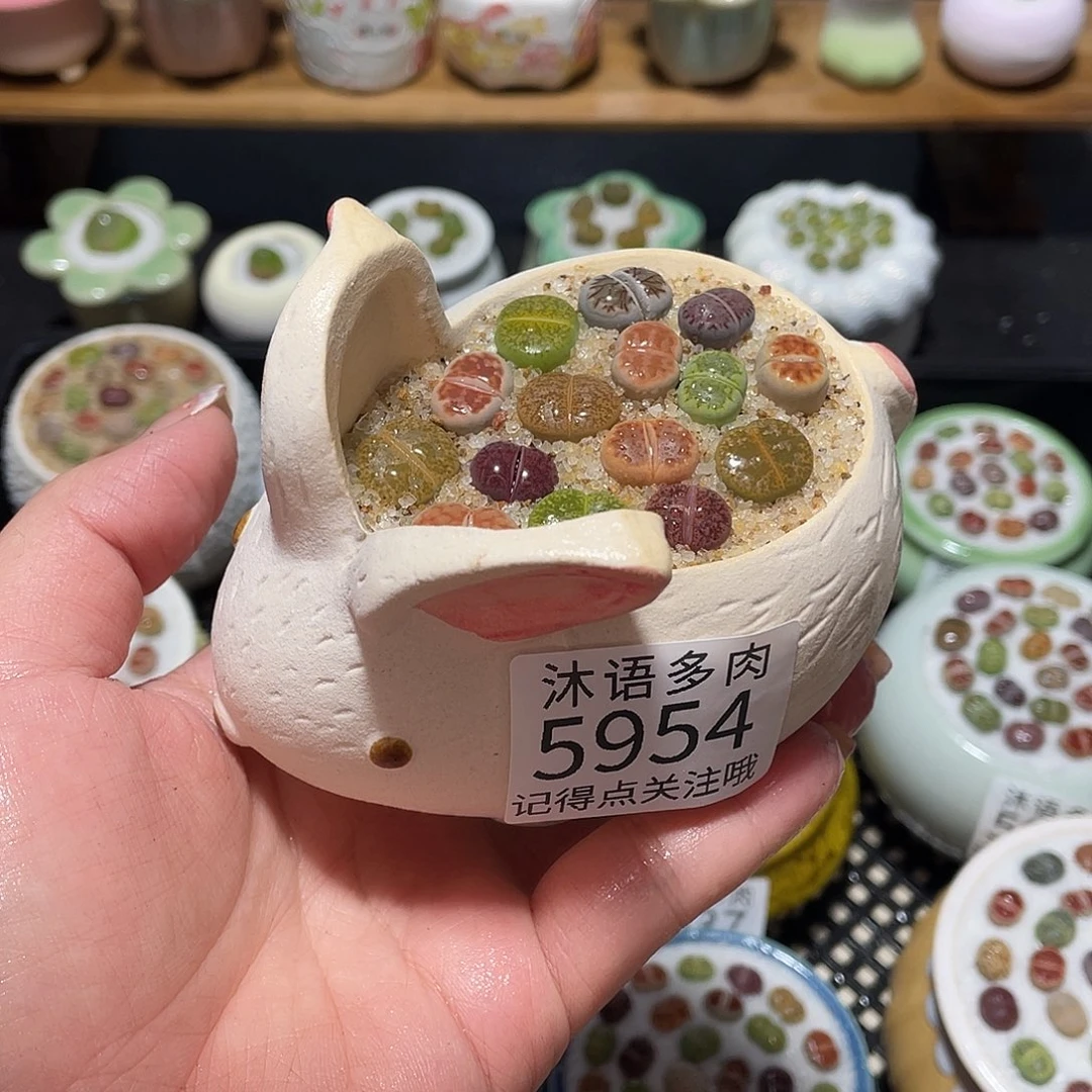 带盆土植物 一物一拍5954