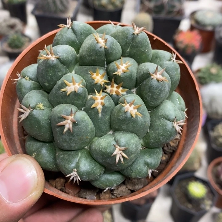 短豪刺象牙特价包邮