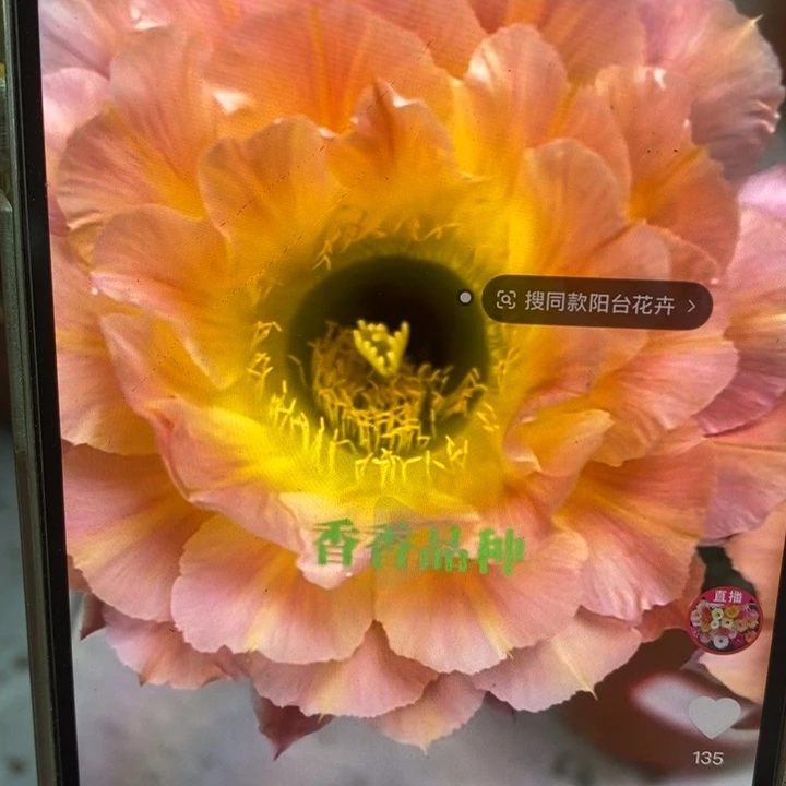 彩草67号带根6公分左右