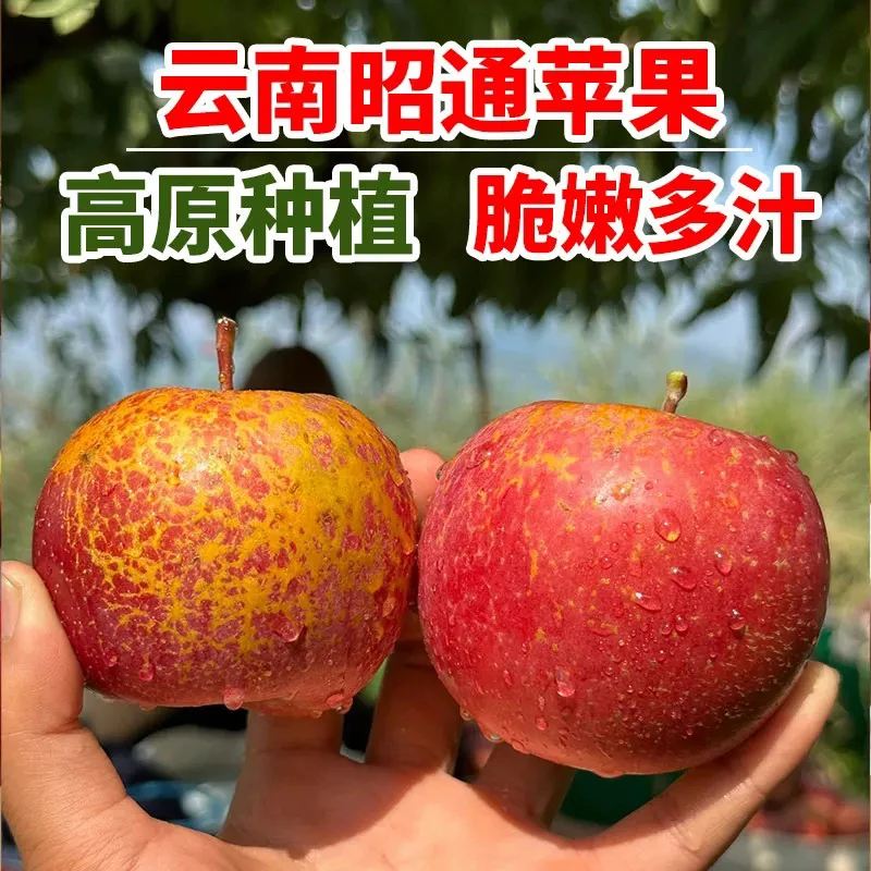 现摘云南正宗红富士苹果昭通冰糖心丑苹果新鲜大凉山脆甜水果直发