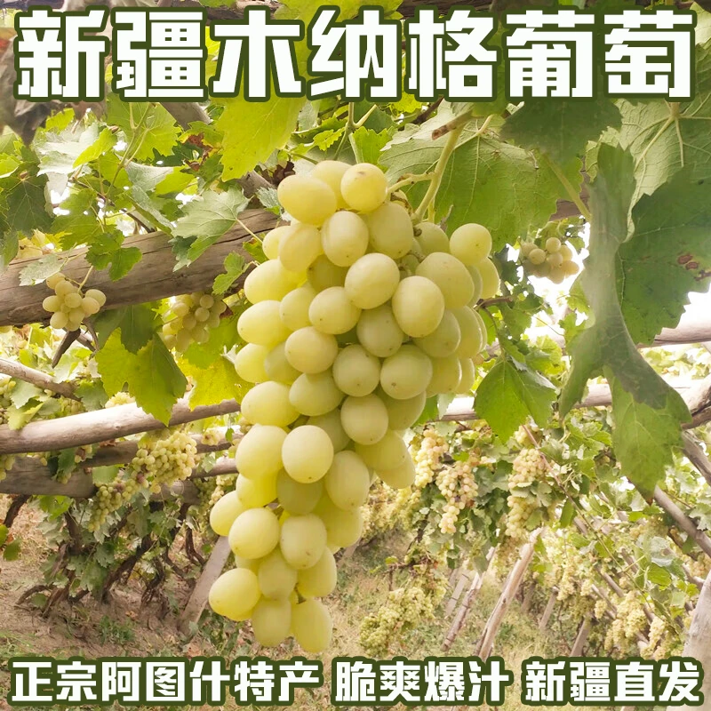 新疆木纳格葡萄正宗阿图什特产助农提子新鲜采摘脆甜爆汁产地直发