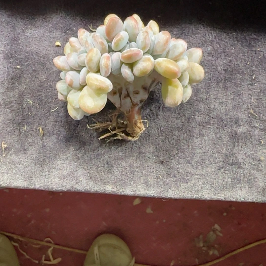 *****粉兔缀化一物一拍专