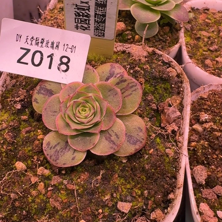 朱018。 彩虹，倾城X牡丹