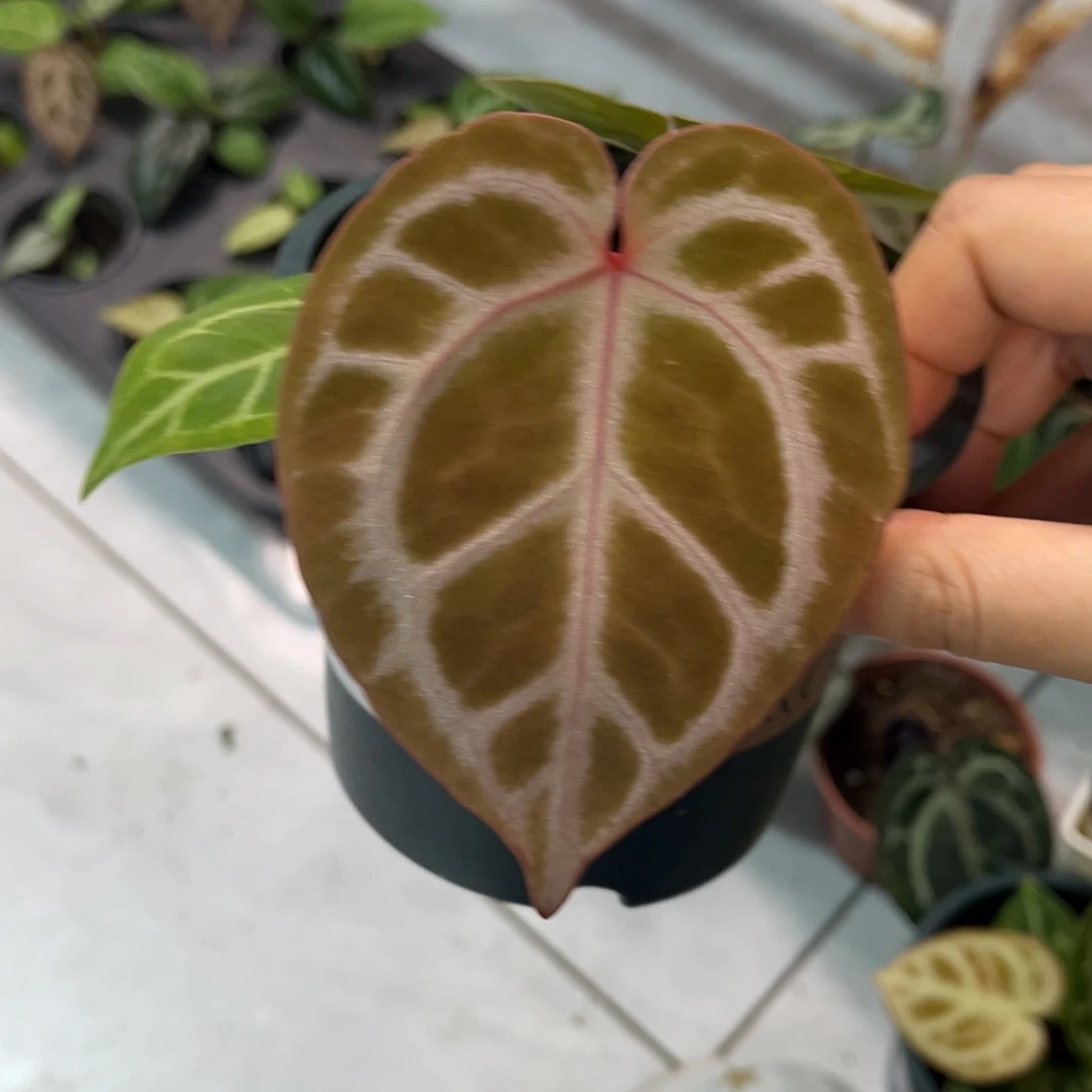 无花朵025 粉嫩甜心