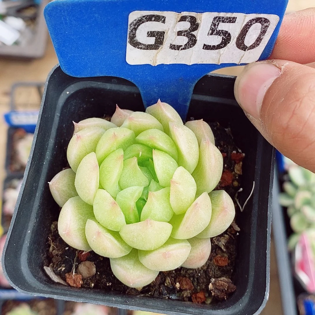 麦秆福利5-6cm多肉植物