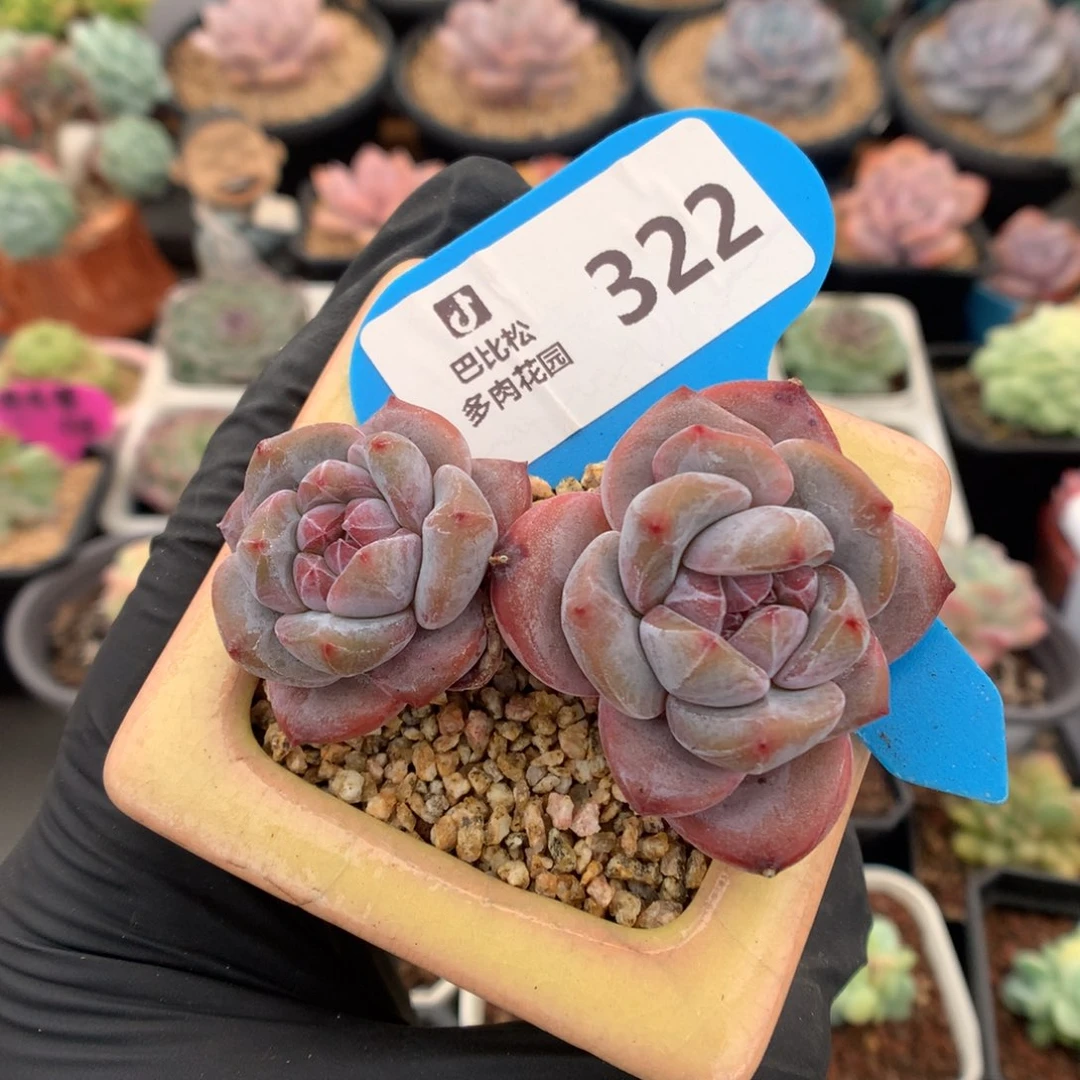 322 双头石榴籽星影多肉