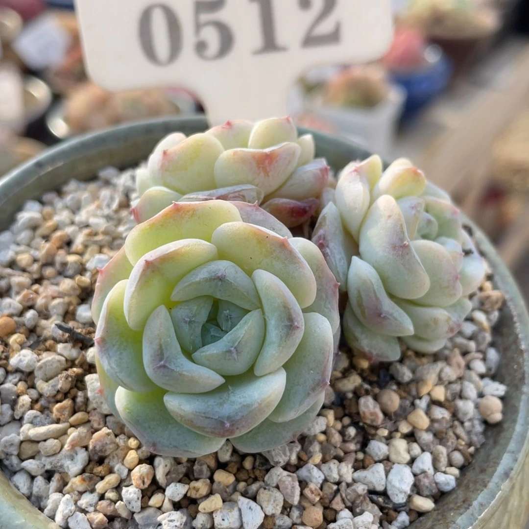 0512 雪颜3头 6厘米 不带盆