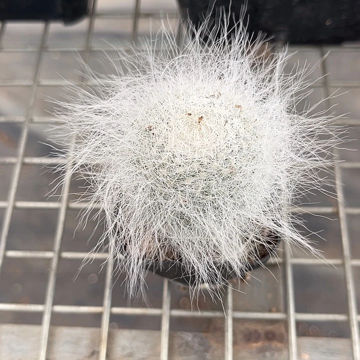 我也不知道我为什么要这样