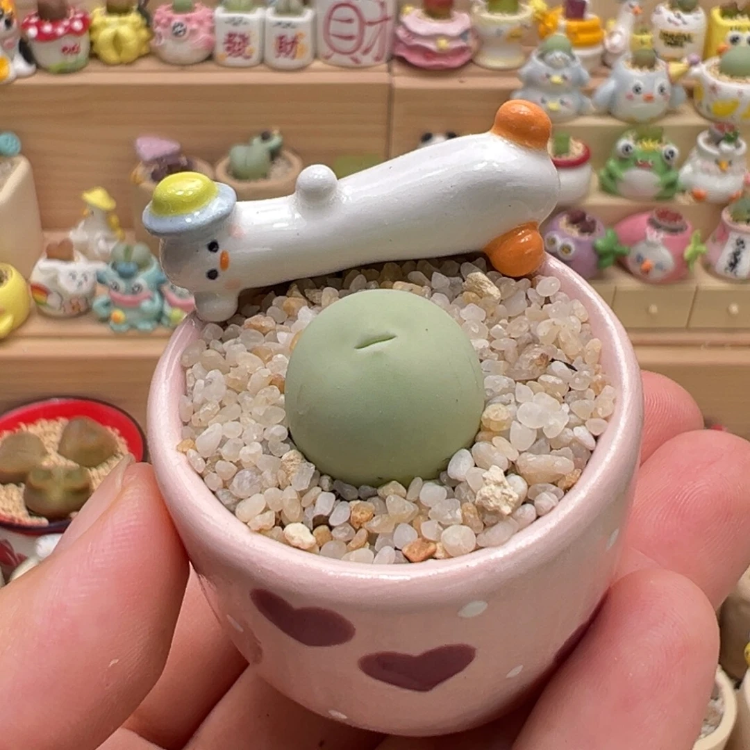 多肉植物63号鸽子蛋