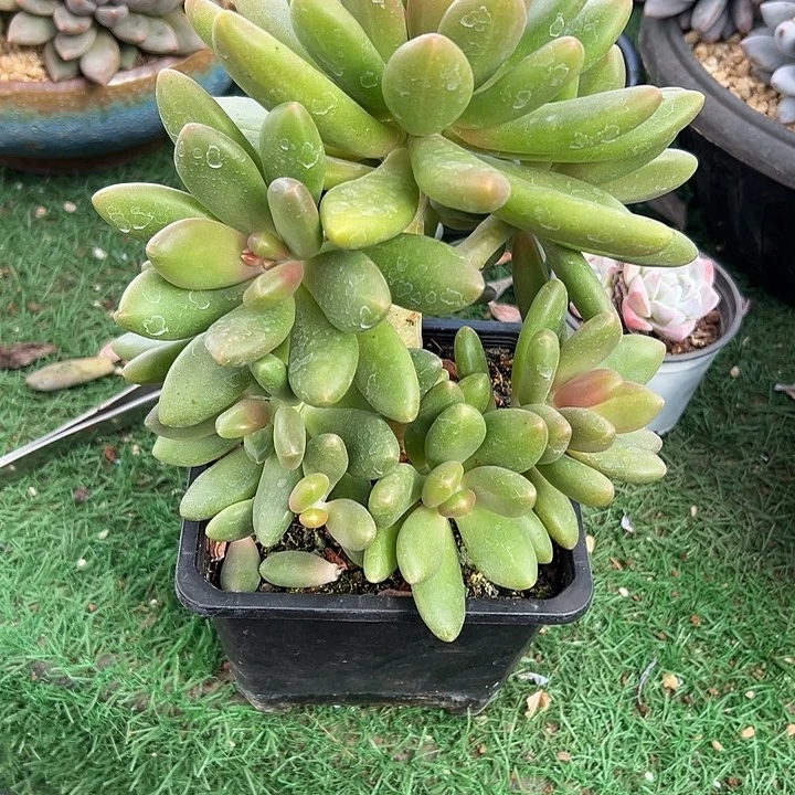 芒果奶群生手捧多肉