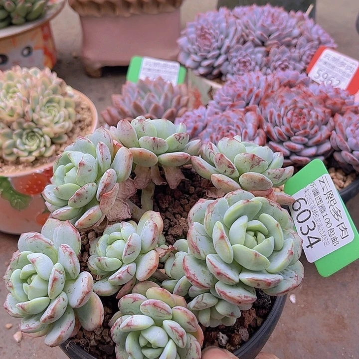 6034香草。