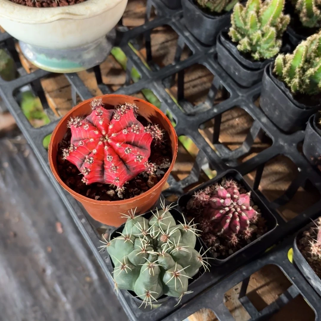 H***柿油画➕绯花玉➕海神➕2个粉高盆