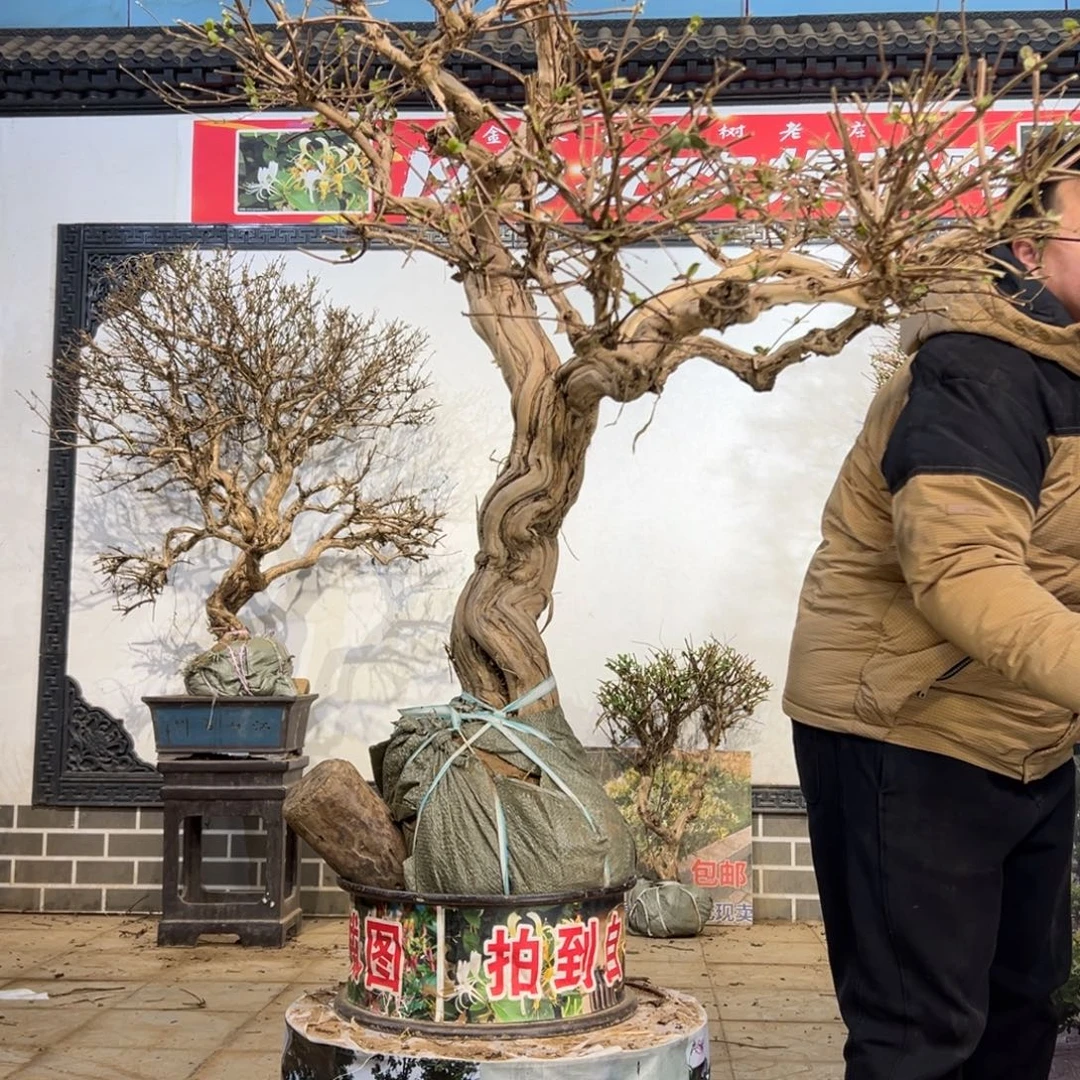 无花朵金银花5588855555555555