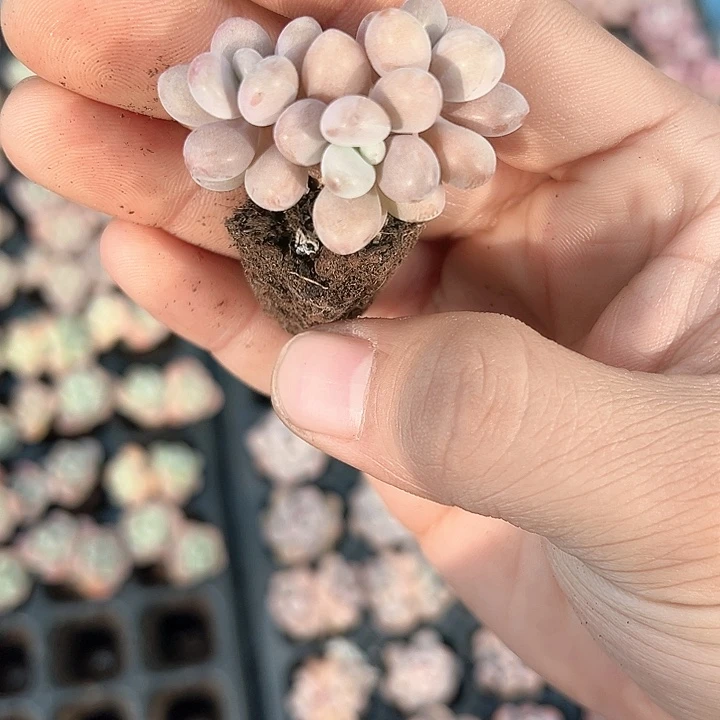 桃蛋群 满10颗包邮