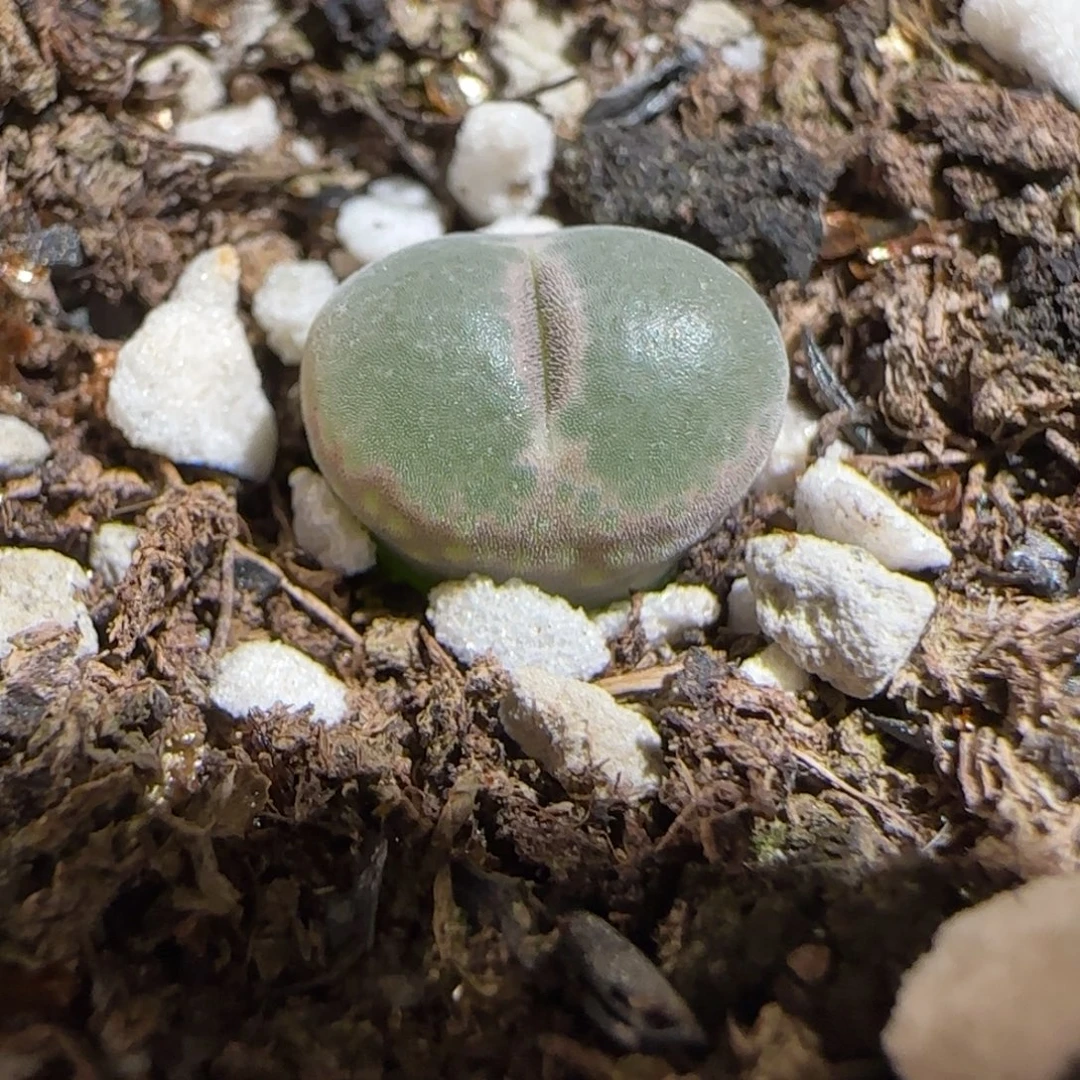 肉锥多肉植物组合-安格968