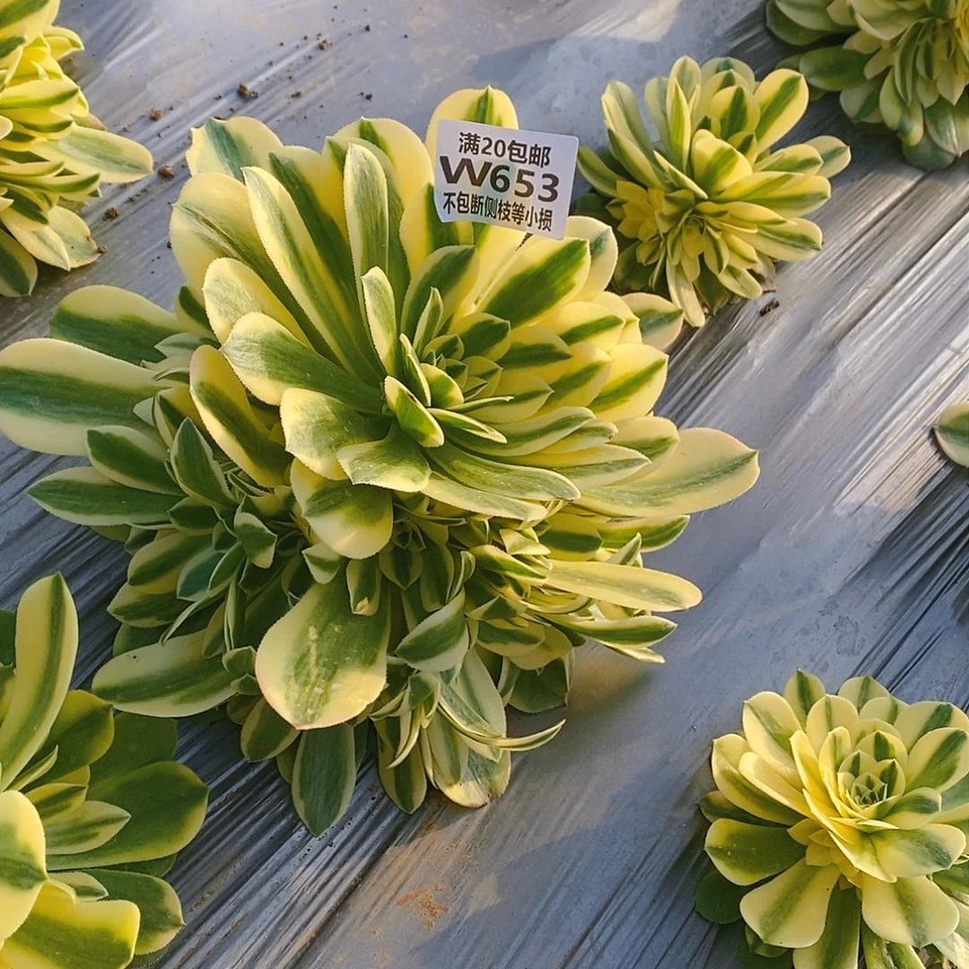 雨**?653辛尼亚多肉法师锦