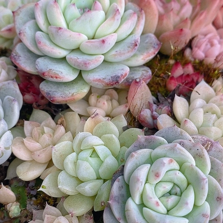 ✨***子246 多肉植物盆栽花卉植物